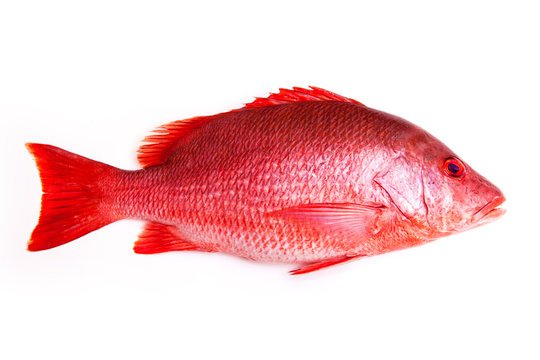Red Fish